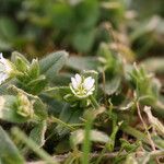 Cerastium semidecandrum Hábito