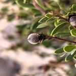 Globularia alypumFrucht