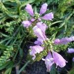 Physostegia virginianaКветка