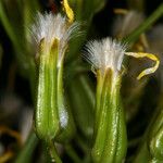 Crepis acuminata Flower