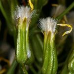 Crepis acuminata Квітка