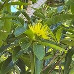 Xanthostemon chrysanthus Kvet