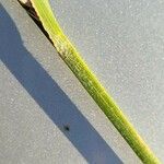 Carex hirta چھال