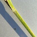 Carex hirta Corteza