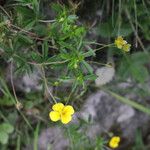 Potentilla erecta عادت داشتن