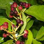 Dendropanax arboreus Fruto