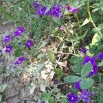 Legousia speculum-veneris Hábito