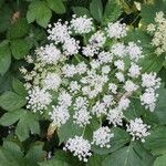 Imperatoria ostruthium Mosusu