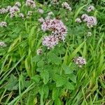 Origanum vulgareFlower