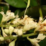 Leptolobium panamense Flower