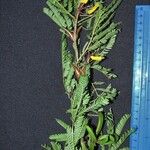 Vachellia collinsii Sonstige