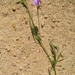 Lathyrus hirsutus Kwiat