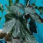 Begonia maculata Fulla