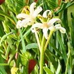 Lomatia tinctoria Flower