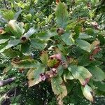 Crataegus germanica Leaf