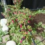 Fuchsia microphylla Flor