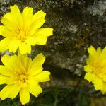 Hypochaeris robertia Flor