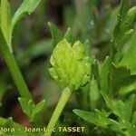 Ranunculus trilobus Fruit