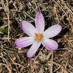 Crocus corsicus Flower