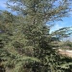 Cedrus atlantica 整株植物