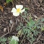 Eschscholzia californicaFlor