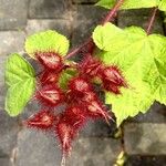 Rubus phoenicolasius Frucht