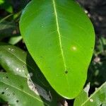 Avicennia bicolor Лист