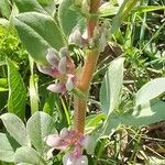 Vicia faba Лист