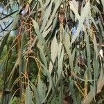 Eucalyptus leucoxylon Blad