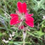 Castilleja indivisa 花