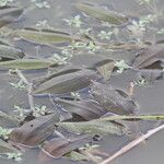 Potamogeton gramineus Hoja