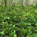 Polygonatum latifolium その他の提案