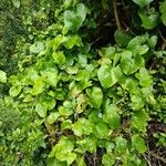 Smilax rotundifolia Leaf