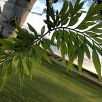 Grevillea robusta Folha