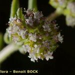 Valerianella coronata Blomma
