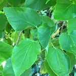 Croton sylvaticus Hoja