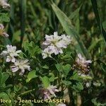 Trifolium resupinatum Flower