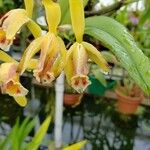 Cattleya mooreana Flor