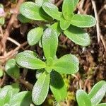 Thymus serpyllum Leaf