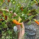 Capsicum baccatum Fruit