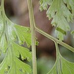 Davallia chaerophylloides Hoja