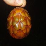 Raphia textilis Fruto