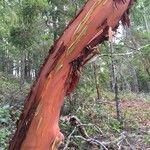 Arbutus menziesii Bark