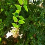 Abelia x grandiflora Folha