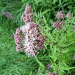 Eupatorium cannabinum花