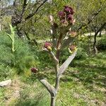 Ferula communisFlower