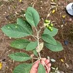 Solanum hazenii Leaf