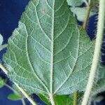 Croton hirtus Leaf