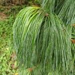 Pinus wallichiana Лист