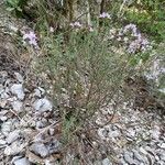 Thymus vulgaris Alkat (teljes növény)
